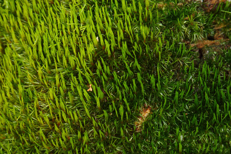 Dicranum flagellare